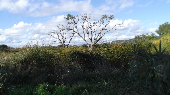 portfolio nature